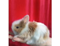 Карликовые кролики