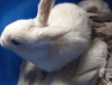 Кролики больших пород