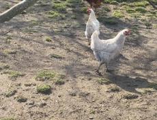 Продаются куры