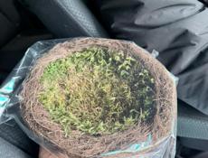 Пасхальные гнезда