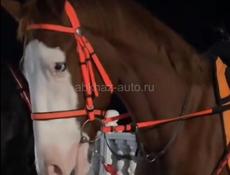 куплю лошадь