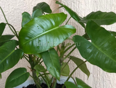 Комнатные растения🪴