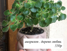 Комнатные растения🪴