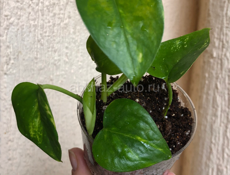 Комнатные растения🪴