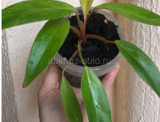 Комнатные растения🪴