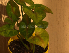 Комнатные растения🪴