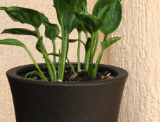 Комнатные растения🪴