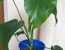 Комнатные растения🪴