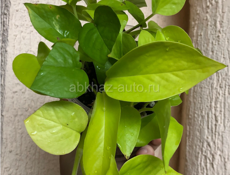 Комнатные растения🪴