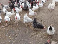 Куры домашние 