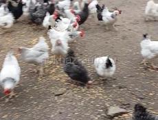 Куры домашние 