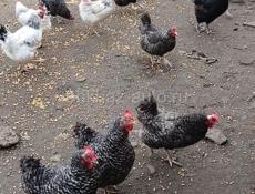 Куры домашние 