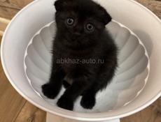 Продам котенка