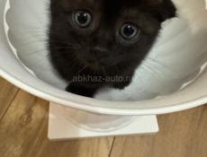 Продам котенка