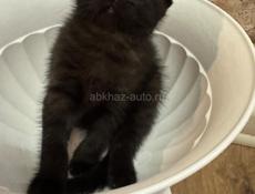 Продам котенка