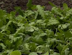 Рассада разная 