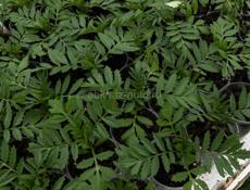 Рассада разная 