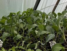 Рассада разная 