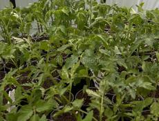 Рассада разная 