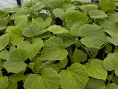 Рассада разная 