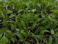 Рассада разная 