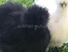 Китайские шелковые куры 🐔 