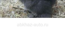 Китайские шелковые куры 🐔