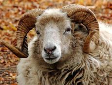 Продам барана все вопросы по телефону 