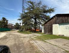 17 соток цитрусовый совхоз