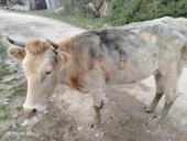 Продаётся молодая тёлка