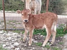 Продаётся молодая тёлка