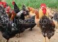 Продаю петухов