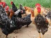 Продаю петухов