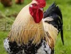 Продаю петухов