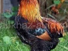 Продаю петухов