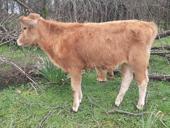 Продаётся тёлка 