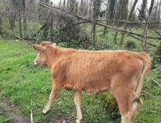 Продаётся тёлка 