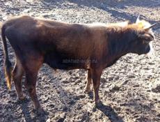 Бычок 3 года.