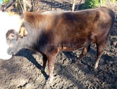 Бычок 3 года.