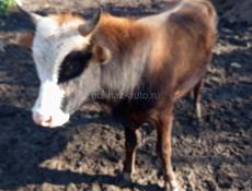 Бычок 3 года. 