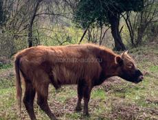 Продам бычка