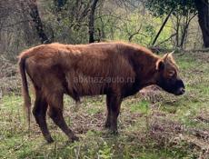 Продам бычка