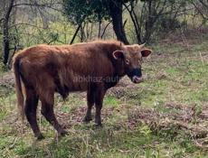 Продам бычка