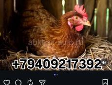 Редбро и мастер Грей цыплята