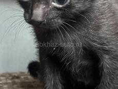 Дарим котят 