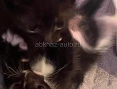 Дарим котят 