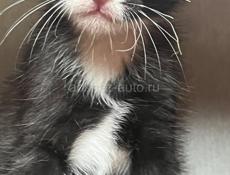 Дарим котят 