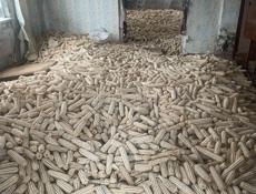 Кукуруза белая