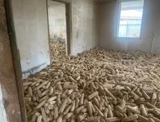 Кукуруза белая