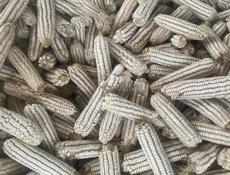 Кукуруза белая